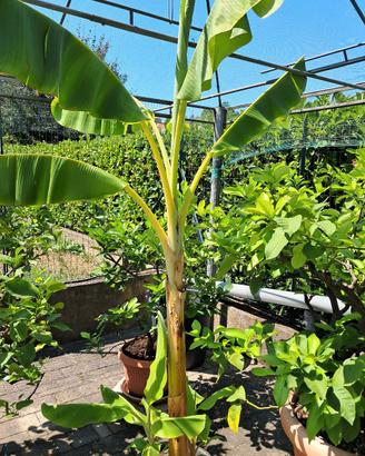 piante di banano in vaso