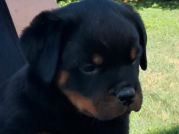 Rottweiler cuccioli