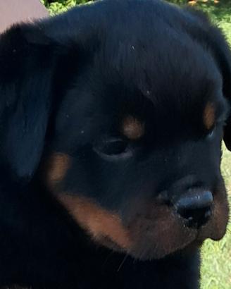 Rottweiler cuccioli