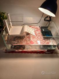 Vaschetta per tartarughe di acqua dolce