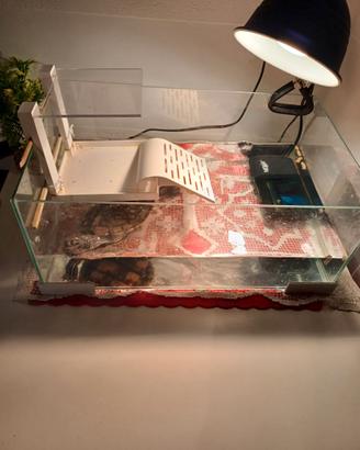 Vaschetta per tartarughe di acqua dolce