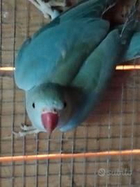 Parrocchetti dal collare