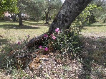 Appartamento in Campagna a Sassari