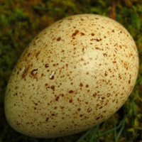 Tacchini ermellinati di Rovigo