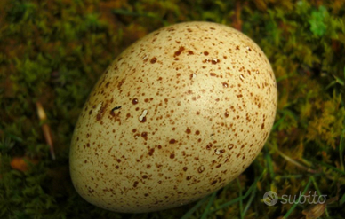 Disponibili nov 25 Tacchini ermellinati di Rovigo