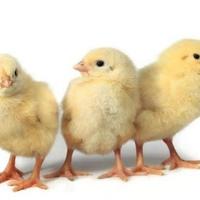 Schiudo le tue uova!  Pulcini galline incubatrici