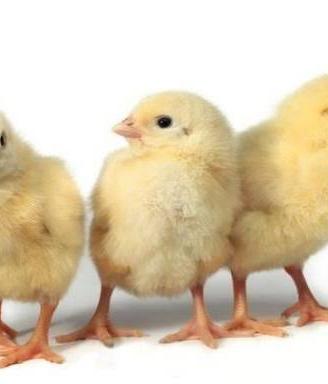 Schiudo le tue uova!  Pulcini galline incubatrici