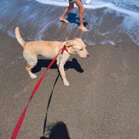 Labrador maschio