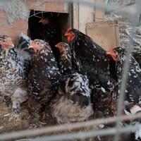 Galline Australorp, siciliana e brhama millefiori