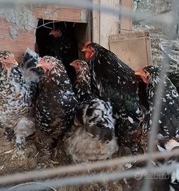 Galline Australorp, siciliana e brhama millefiori