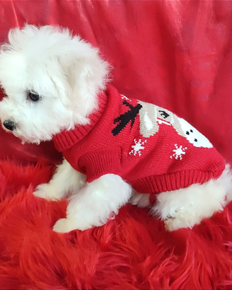 Toy Dog Bichon Frisè arricchiscono la tua vita