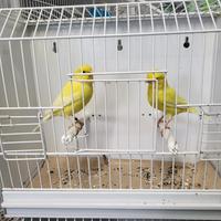 CANARINI DI VARIE RAZZE pronti per la cova