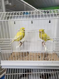 CANARINI DI VARIE RAZZE pronti per la cova