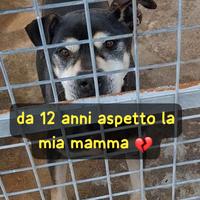 Totonno 12 anni taglia media