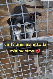 Totonno 12 anni taglia media