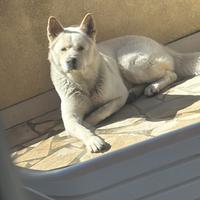 Una seconda possibilità per Oscar