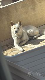 Una seconda possibilità per Oscar