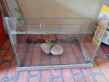 terrario acquario piccolo 