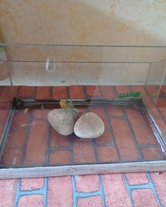 terrario acquario piccolo 