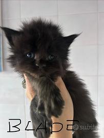 Maine Coon maschi con Pedigree