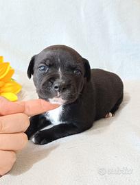 Staffordshire Bull Terrier cuccioli Staffy