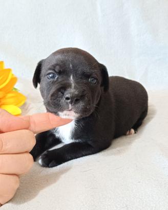 Staffordshire Bull Terrier cuccioli Staffy