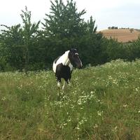 Cavallo ( mezza fida)