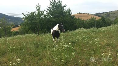 Cavallo ( mezza fida)