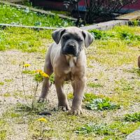 Cane corso Formentino Occhi Azzurri
