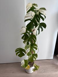 Monstera albo variegata talea