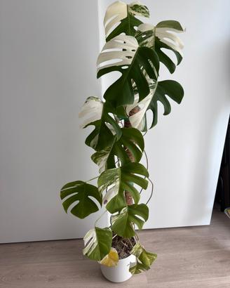 Monstera albo variegata talea