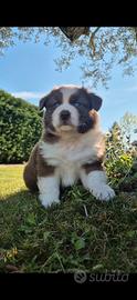 Cuccioli pastore australiano con pedigree