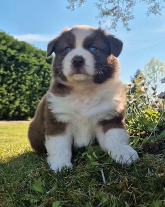 Cuccioli pastore australiano con pedigree