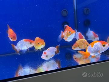 Ranchu colorati