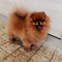 Accoppiamento volpino pomerania spitz ROSSO Toy