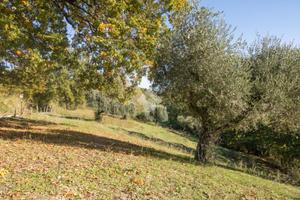 TER. AGRICOLO A TORRI IN SABINA