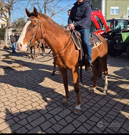Cavallo