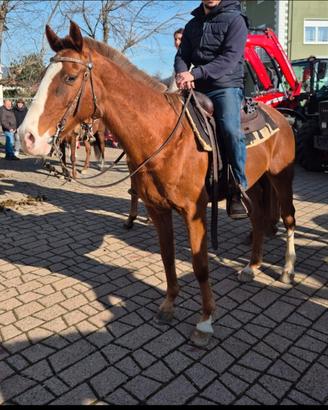 Cavallo