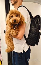 Barboncino per monta