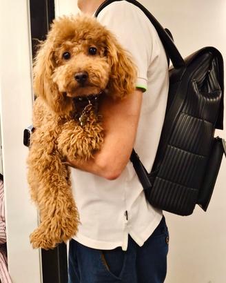 Barboncino per monta