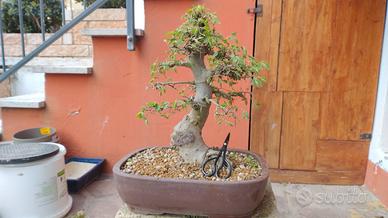 Bonsai Bagolaro  celtis australis