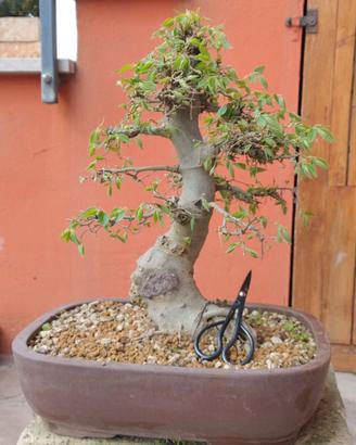 Bonsai Bagolaro  celtis australis