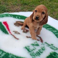 Cuccioli di cocker spaniel inglese con pedigree