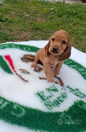 Cuccioli di cocker spaniel inglese con pedigree