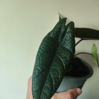 Alocasia Scalprum 