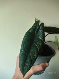 Alocasia Scalprum 