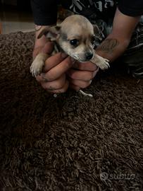 CANI piccoli