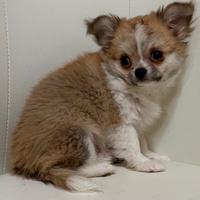 Chihuahua cucciolo pelo lungo con pedigree Enci