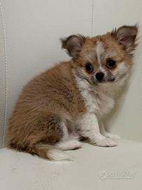 Chihuahua cucciolo pelo lungo con pedigree Enci