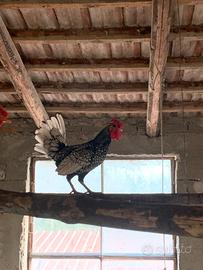 Galline sebright
